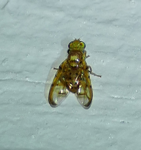 Paraterellia varipennis