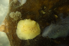 Geitodoris heathi