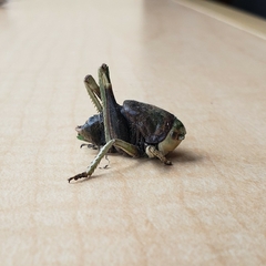 Anabrus simplex