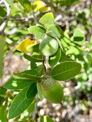 Heteroecus pacificus