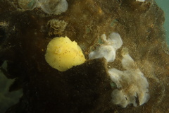 Geitodoris heathi