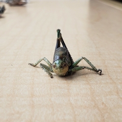 Anabrus simplex