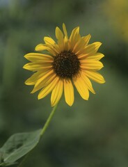 Helianthus annuus