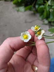 Fragaria vesca