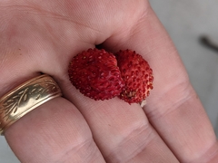 Fragaria vesca