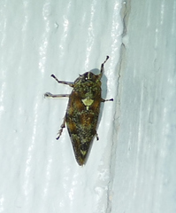 Aphrophora permutata