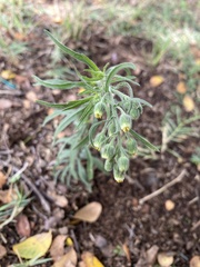 Erigeron bonariensis