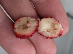 Fragaria vesca