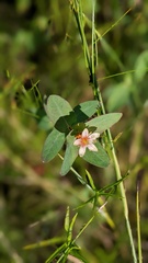 Hypericum fraseri