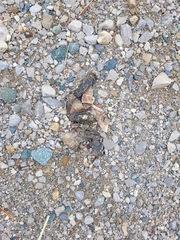 Chrysemys picta marginata