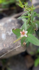 Hypericum fraseri