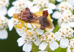 Phymata pennsylvanica