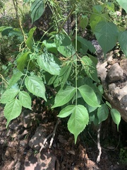 Sambucus cerulea