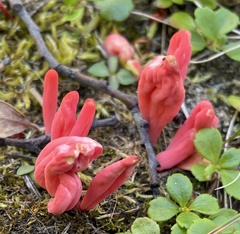 Clavaria rosea