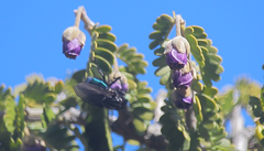 Sarconesiopsis magellanica