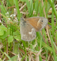 Coenonympha california