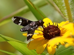 Exoprosopa decora