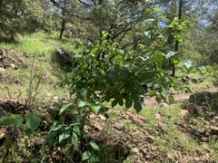 Sambucus cerulea