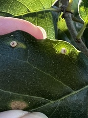 Dryocosmus minusculus