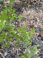 Solanum emulans