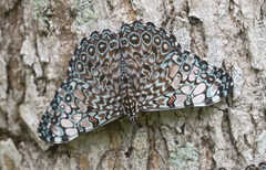 Hamadryas feronia