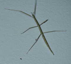 Parabacillus hesperus