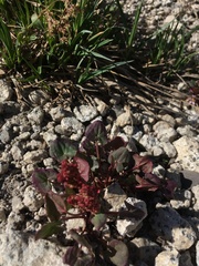 Oxyria digyna