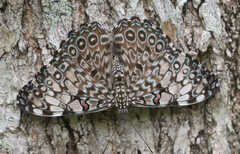Hamadryas feronia