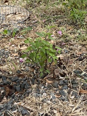 Solanum emulans