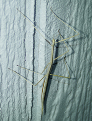 Parabacillus hesperus