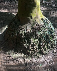Archontophoenix cunninghamiana