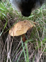 Boletus subvelutipes