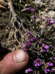 Boechera suffrutescens