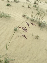 Bromus pumpellianus