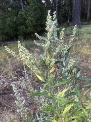 Artemisia douglasiana