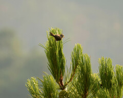 Lophophanes cristatus