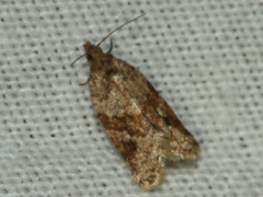 Epiphyas postvittana