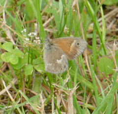 Coenonympha california