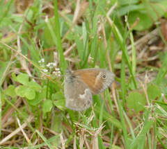 Coenonympha california