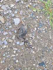 Chrysemys picta marginata