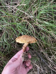 Boletus subvelutipes