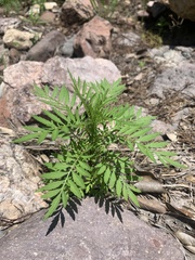 Tagetes