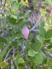 Heteroecus pacificus