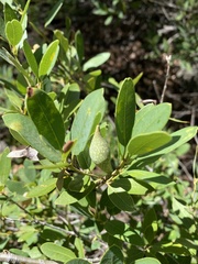 Heteroecus pacificus