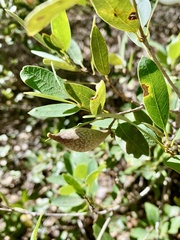 Heteroecus pacificus