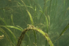 Zostera marina