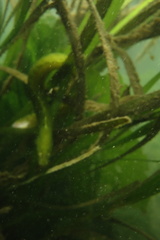 Apodichthys flavidus