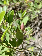 Heteroecus pacificus