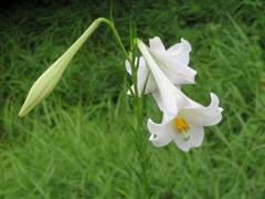 Lilium formosanum