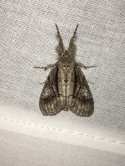 Dasychira obliquata